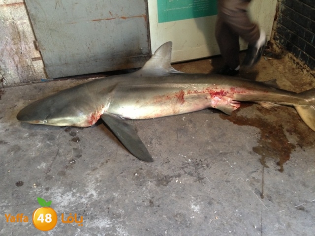 minashark328 (6).JPG